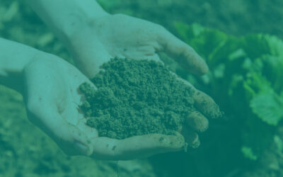 Microbial CO₂ Fixation (MCO₂): Turning Soils into Powerful Carbon Sinks